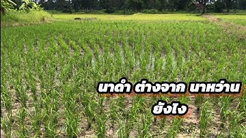 นาดำ กับ นาหว่าน ต่างกันอย่างไร