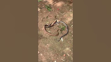 2 con rắn đang quấn nhau #digging_a_hole_to_catch_snake #bắt_rắn #snake_trap #săn_bắt
