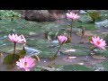 For your relaxation  meditationa beautiful buddhist  crystal  music 