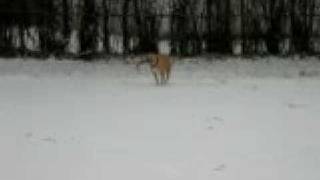 My Pitbull Nikita Playing With Some Kids At The Park