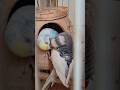 Cutest Budgie Couple Masti! 😍 #TotaVideo #Shorts #ytshorts #birds #love