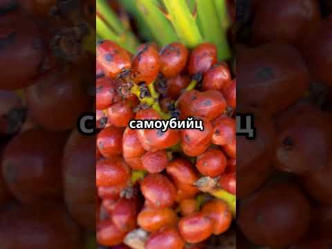 Дерево самоубийц — дерево самоубийства в Африке
