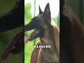 What is Negligence in a #DogBite Case? #PersonalInjury