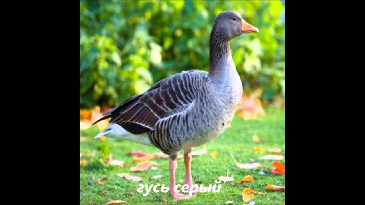 КРАСНАЯ КНИГА ТВЕРСКОЙ ОБЛАСТИ - YouTube