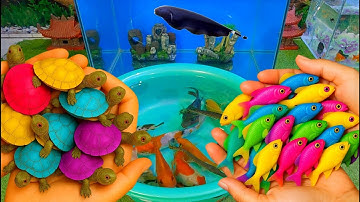 Bắt cá cảnh dễ thương, cá vàng, cá koi, cá trê, rùa, tôm, cá pencil, guppy