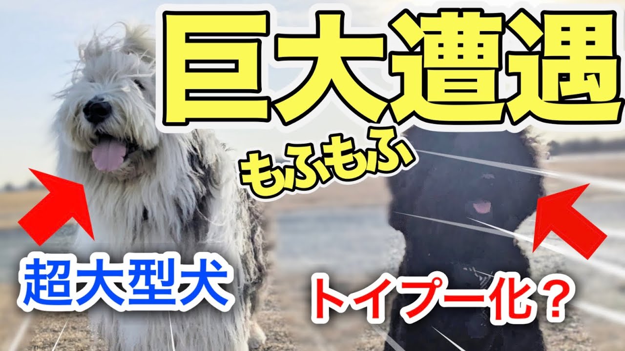 【超大型犬遭遇】ミディプーが完全にトイプーになっちゃった件w【浜名湖ガーデンパーク】