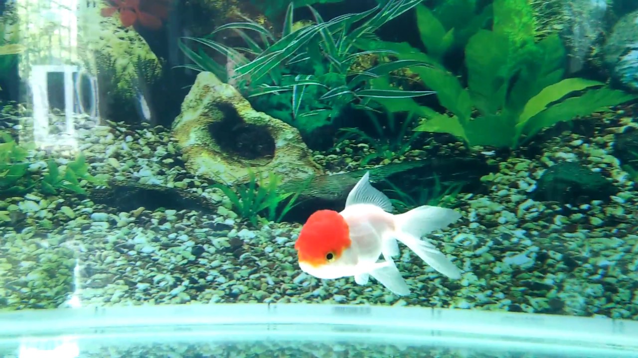 Red Cap Oranda goldfish - YouTube