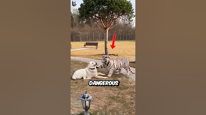 The World Most Dangerous Dogs.
