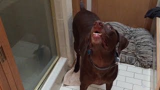 German Shorthaired Pointer Dog Taunted by Birds by Zan Sullivan-Wilson 690 views 9 years ago 52 seconds