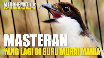 master murai batu yang lagi ngehits