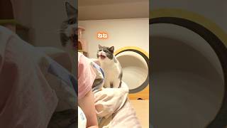 ふわふわベイビーの日常#猫 #お出迎え猫 #猫のいる暮らし #猫のいる生活  #ブリティッシュショートヘア #推しに捧ぐ