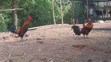 Qaib qus txuam 1 tsi zoo nraus.