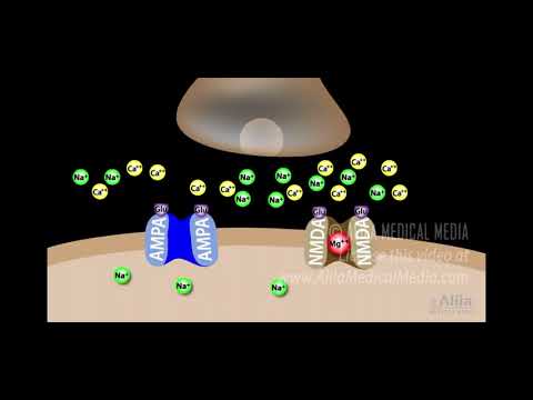 神经生物学对记忆的解读