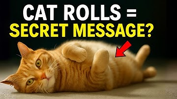 Why Your Cat Rolls Over When They See You – It’s Not What You Think!