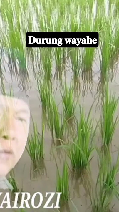 Download lagu 𝐝𝐮𝐫𝐮𝐧𝐠 𝐰𝐚𝐲𝐚𝐡𝐞 𝐦𝐚𝐭𝐢 #pengajiankiailucu