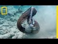 Eel vs. Octopus, Then Eel vs. Cameraman | National Geographic
