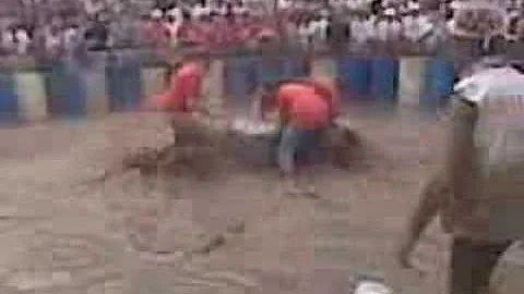 Team No Fat Chicks Hog Wrestling 08 at Caldron Falls