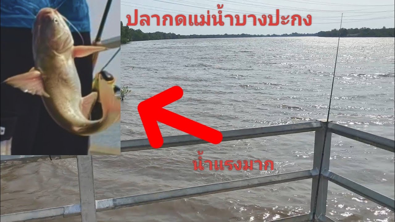 26/2/69 ตกปลากด แม่น้ำบางปะกง#ธรรมชาติ #มาแรง 