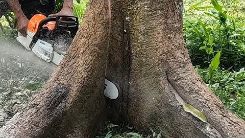 Random tree felling.