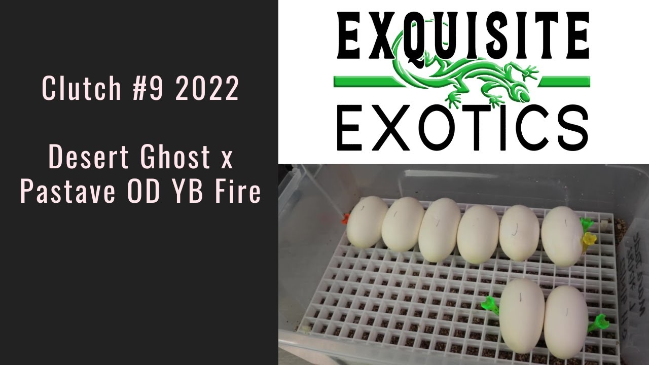 Clutch#9 2022 Desert Ghost x Pastel Mojave Orange Dream Yellow Belly Fire