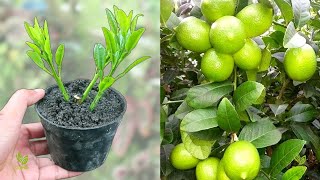 Супер быстрый метод выращивания лимонных деревьев из черенков
