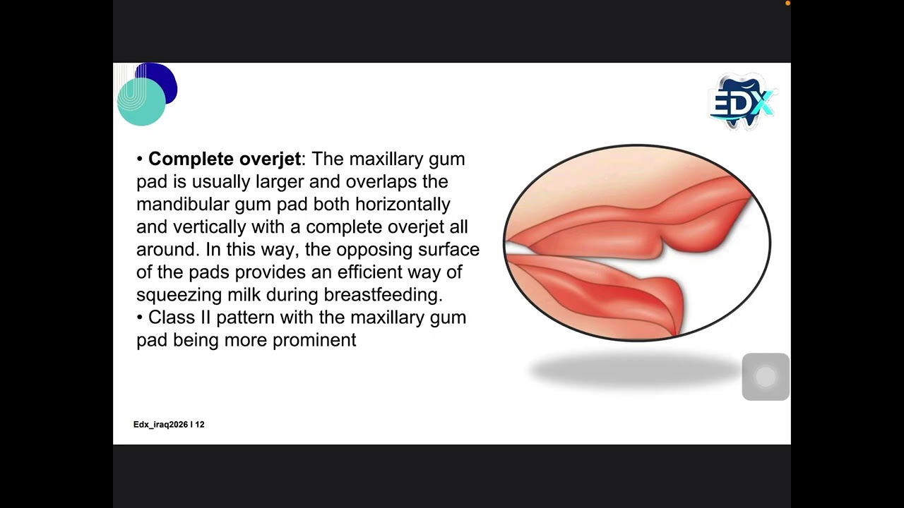 شرح Development of Dentition and Occlusion