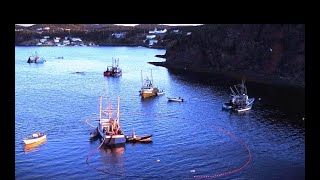 Newfoundland Seiners Caplin Fishery Leading Tickles July 25 2024  part 1