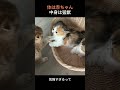 体は赤ちゃん、中身は猛獣
