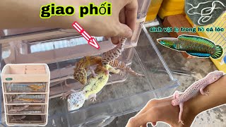 Cận cảnh thằn lằn da báo giao phối và phát hiện sinh vật lạ trong hồ cá lóc vây xanh / Bảo pet