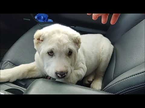Video: Anjing Gembala Asia Tengah Di Rumah