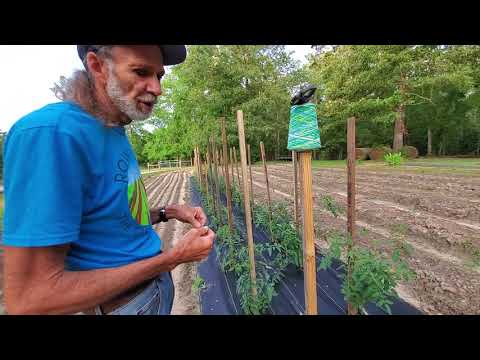 Video: Care Of Homestead 24 Tomato – Scopri come coltivare Homestead 24 Tomatoes