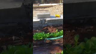 Lettuce seed tricks