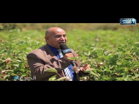 د اسماعيل رضوان نجحنا في زراعة 450 فدان قطن داخل محافظة المنيا