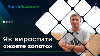 Технологія вирощування гірчиці в TVK Seed на Київщині / СуперАгроном