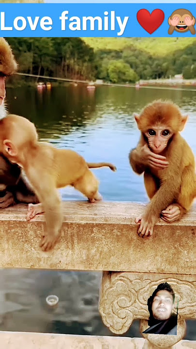MONKEY LOVE 💕❤️🙈#shorts #love  #animal #monkey