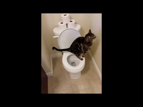 Cat using toilet and Flushes 1/2