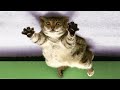 Best Funny Dogs 🐶 And Cats 😹 Videos - Try Not To Laugh!