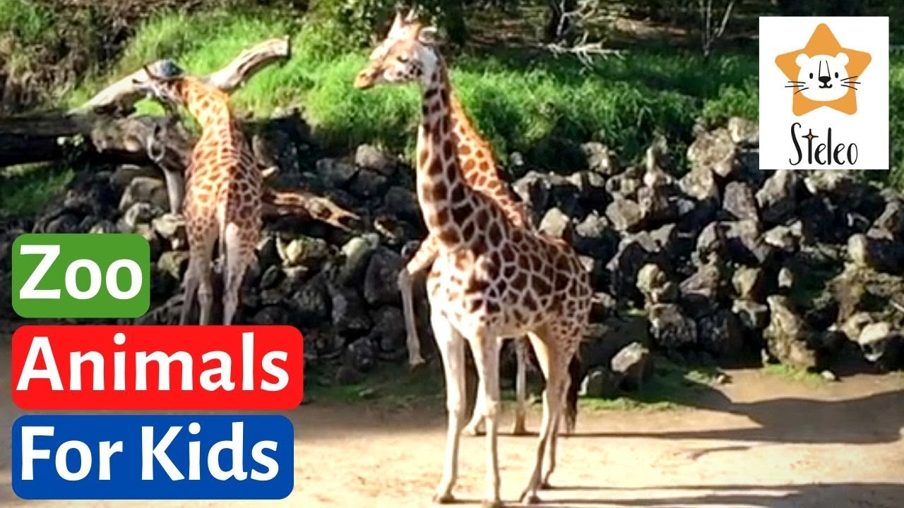 Real Life ZOO Animals for Kids Educatonal video for children YouTube