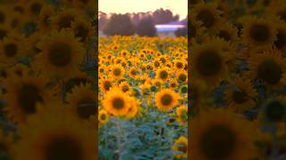 Around #christchurch we have a lot of different crops.  These #sunflowers fields are in #rangiora