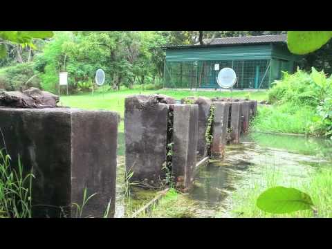 Ingress | Portal of the week: Syonan Jinja  | Singapore Parkour Free Running | A2 Movements