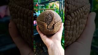Trenggiling, bulat yang sempurna. #pokemon #faktaunik #trenggiling #pangolin