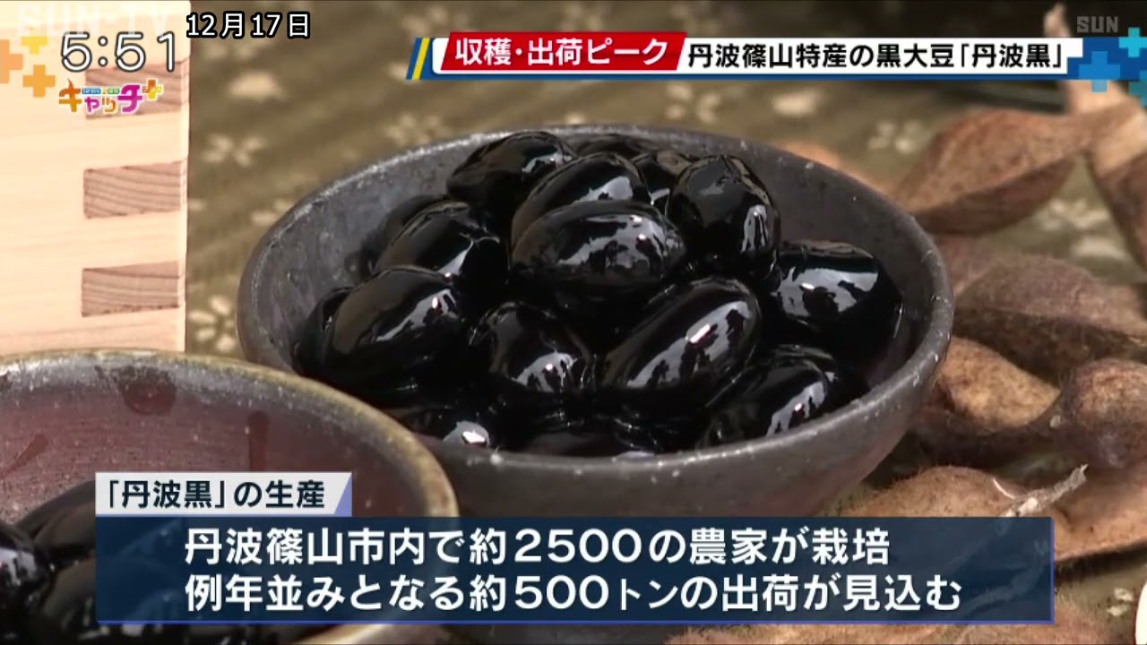 昼夜の寒暖差が育む 丹波篠山特産の黒大豆「丹波黒」 収穫と出荷が最盛 