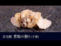 自宅で作る「煮蛤（千葉）」の握りの作り方【15貫目】寿司テロ。