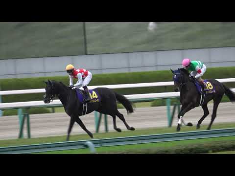 2021 第82回菊花賞GⅠ 本馬場入場 現地映像 タイトルホルダー