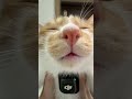【猫動画】猫の鳴き声ASMR🐱✨DJI Mic 3でキャッチ！何を伝えようとしているのか？🥺