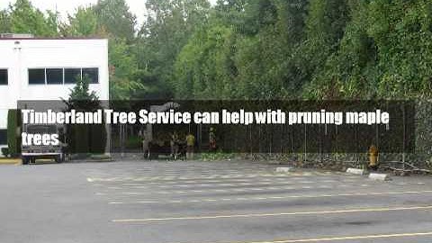 pruning maple trees