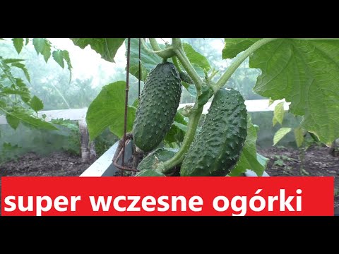 Wideo: Ogórek Z Podwójnym Karbem