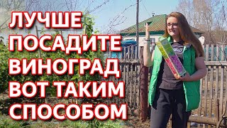 Как посадить виноград правильно. Посадка винограда в траншею.