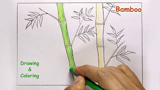 How to Draw Bamboo with leaves Step by Step for Beginners | Bamboo plant drawing with crayons