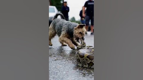 Dog and python in fierce fight on the road #shorts🐕‍🦺